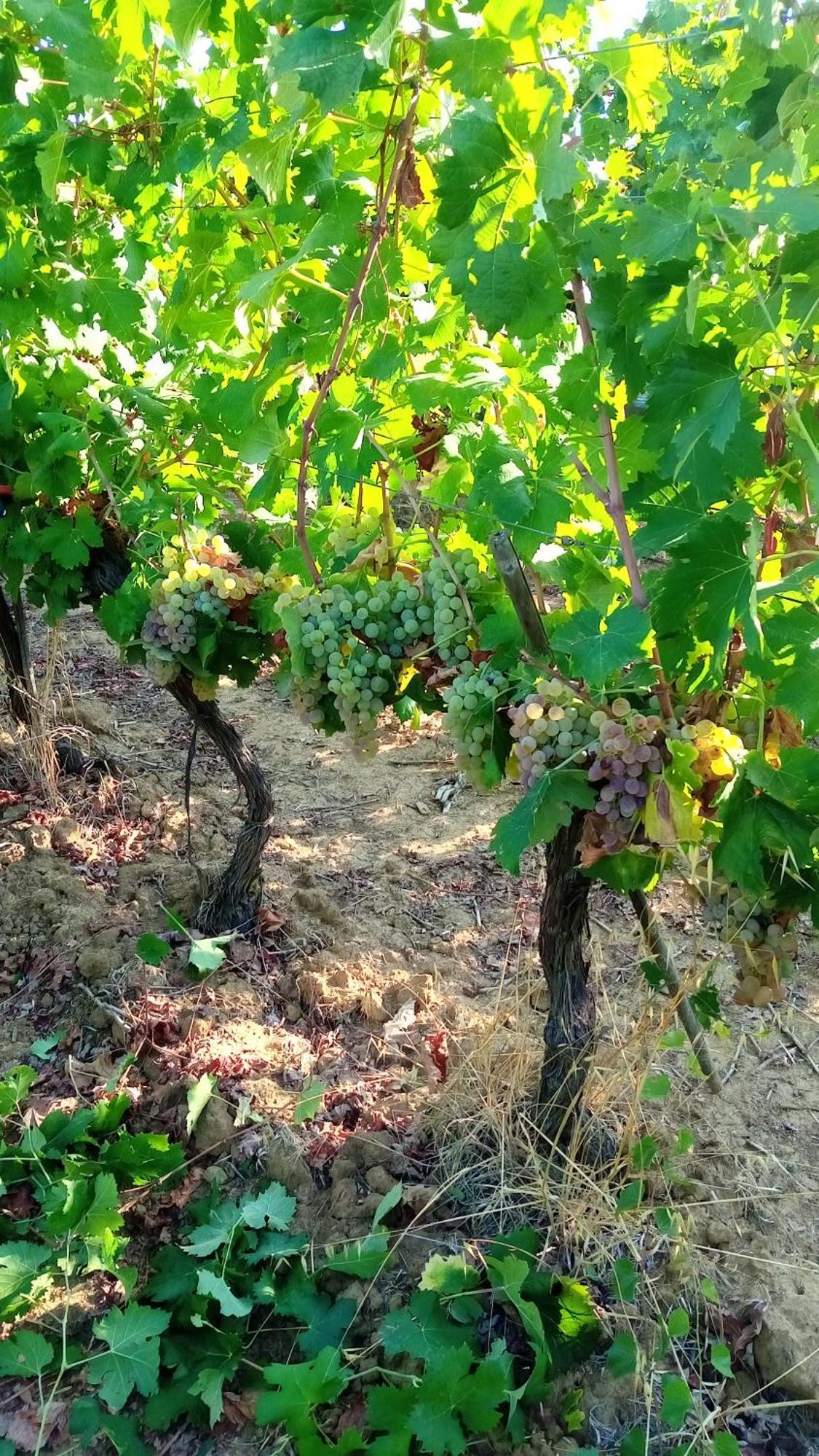 Agriturismo Podere Cirene Rispescia Eksteriør bilde