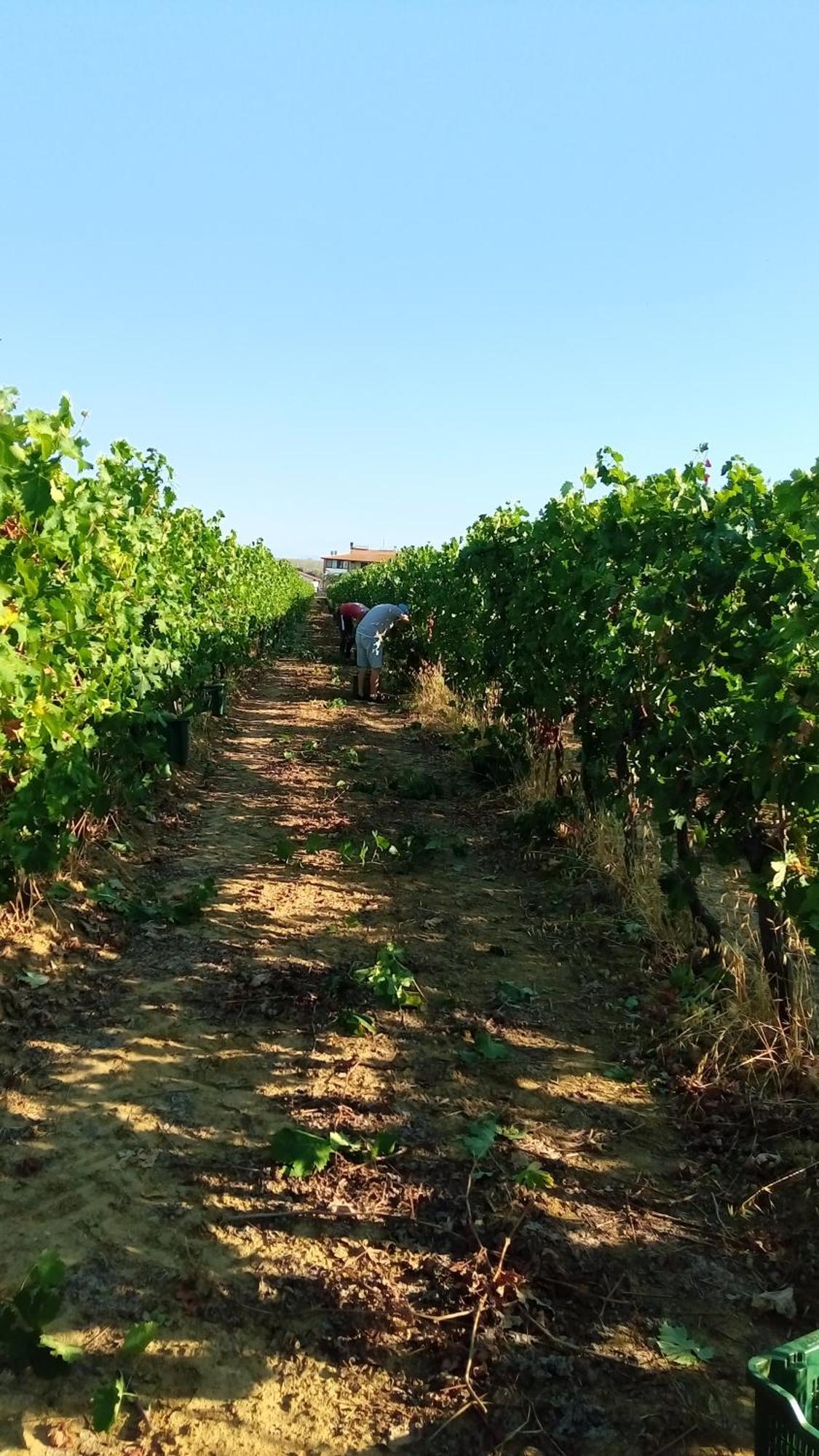 Agriturismo Podere Cirene Rispescia Eksteriør bilde